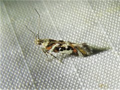 Aristotelia elegantella