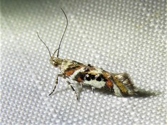 Aristotelia elegantella