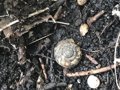Discus rotundatus
