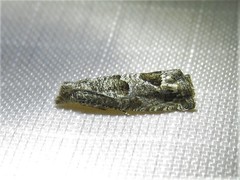 Pelochrista consobrinana