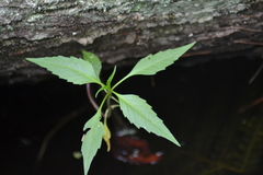 Bidens discoidea