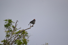 Coryphospingus pileatus