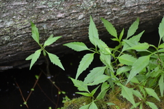 Bidens discoidea