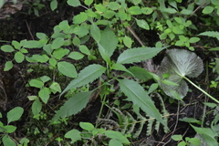 Bidens discoidea