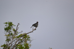Coryphospingus pileatus