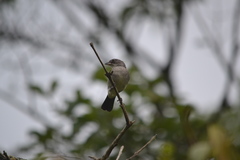 Coryphospingus pileatus
