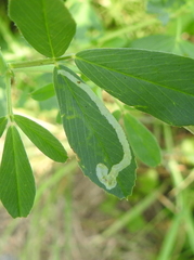 Liriomyza congesta