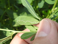 Liriomyza congesta
