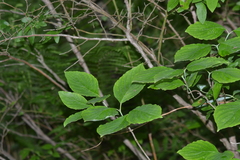 Cornus foemina