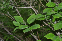 Cornus foemina