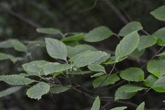 Cornus foemina