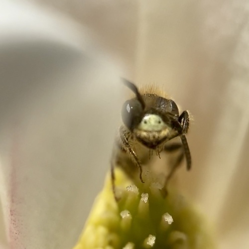 Miserable Mining Bee photo 6