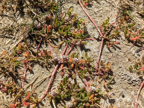 Gomphrena vermicularis, photograph 3