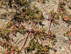 Gomphrena vermicularis, photograph Justin Quintanilla, CC BY, iNaturalist via GBIF