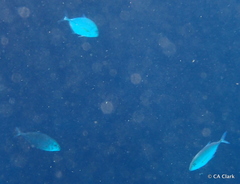 Carangoides