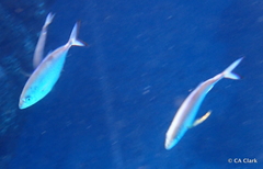 Carangoides