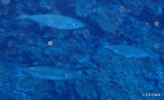 Selar crumenophthalmus