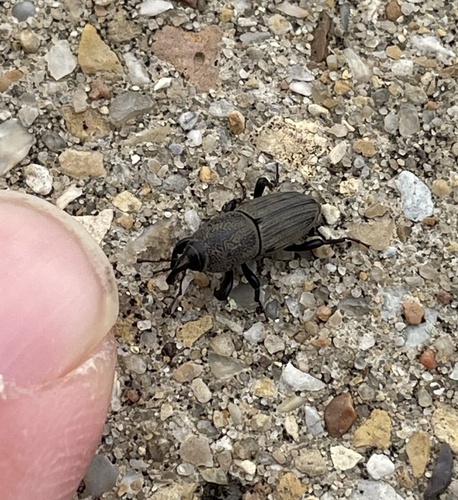 Sphenophorus coesifrons photo 4