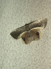Opisthoxia