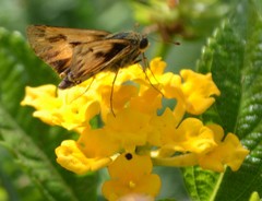 Hylephila phyleus