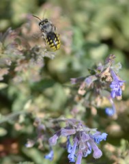 Anthidium manicatum