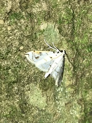 Neurophyseta