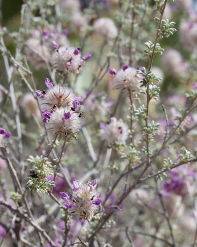 Image of Dalea pulchra by (c) Fluff Berger, some rights reserved (CC BY-SA)