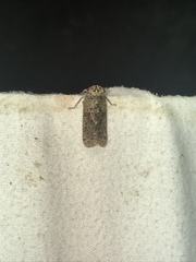 Poiocerinae