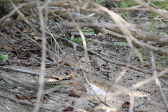 Pholidoscelis chrysolaemus