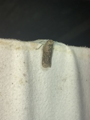 Poiocerinae