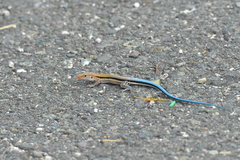 Pholidoscelis auberi