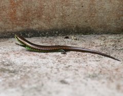 Siderolamprus adercus