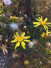 Senecio flaccidus douglasii