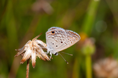 Hemiargus ceraunus filenus