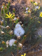 Senecio flaccidus douglasii