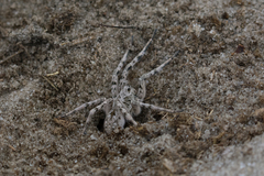 Lycosa singoriensis