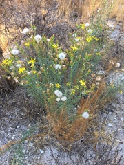 Senecio flaccidus douglasii