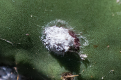 Dactylopius confusus