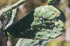 Dactylopius confusus