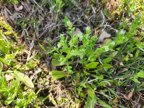 Image of Myosotis verna by no rights reserved