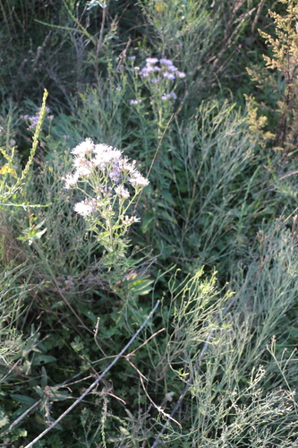 Image of Chromolaena ivifolia by (c) Germán Saigo, some rights reserved (CC BY)