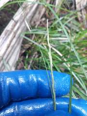 Carex subviridis