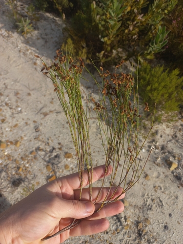 Image of Mastersiella digitata by (c) Brian du Preez, some rights reserved (CC BY-SA)