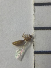 Solenopsis molesta