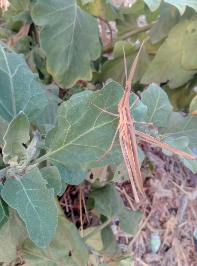 Two-coloured Stick Grasshopper