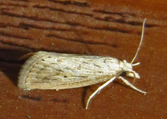 Diatraea lisetta