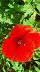 Papaver rhoeas image