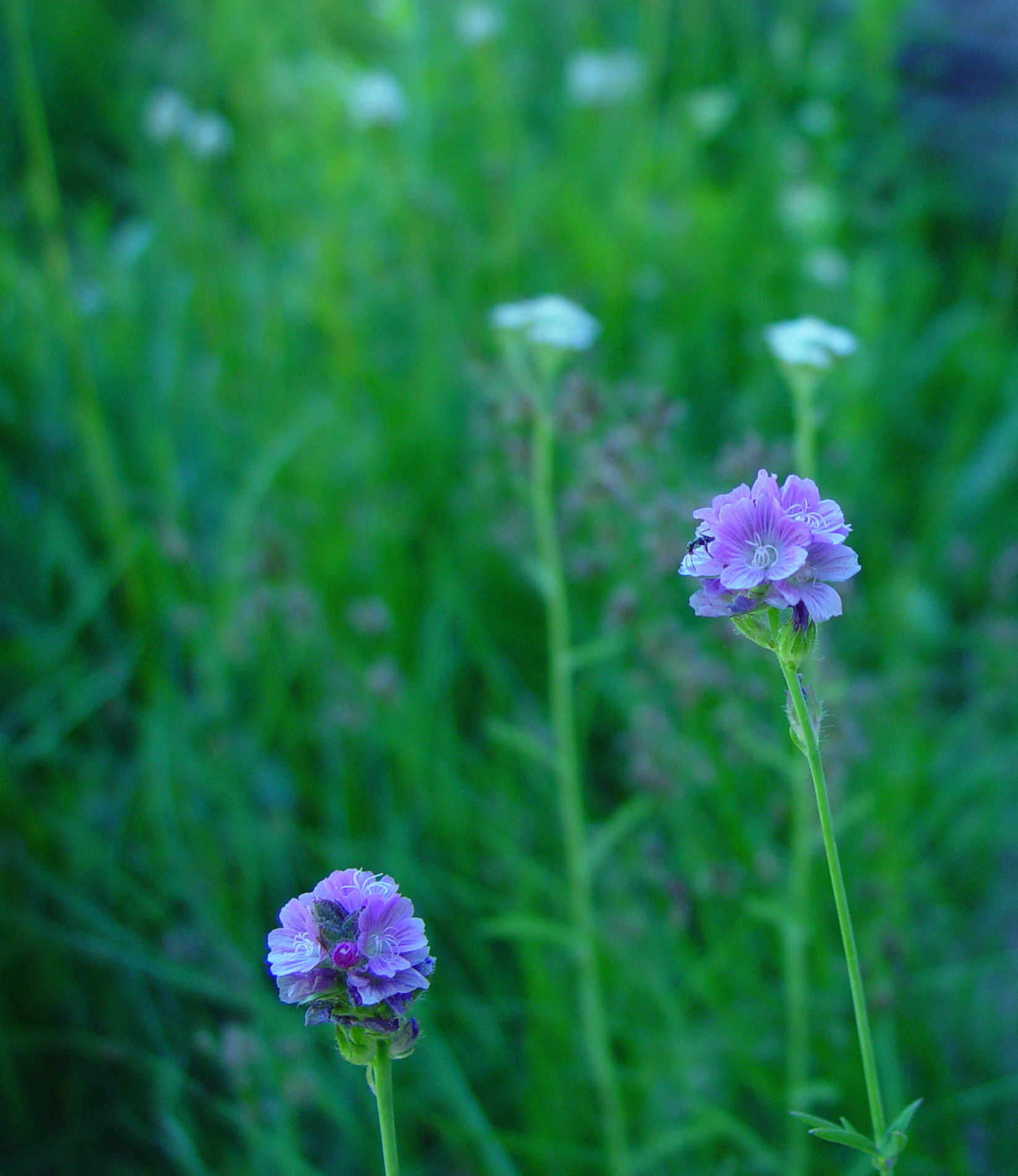 Sidalcea ranunculacea