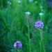 Marsh Checkerbloom - Photo (c) Gordon C. Snelling, some rights reserved (CC BY), uploaded by Gordon C. Snelling