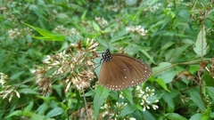 Euploea tulliolus koxinga